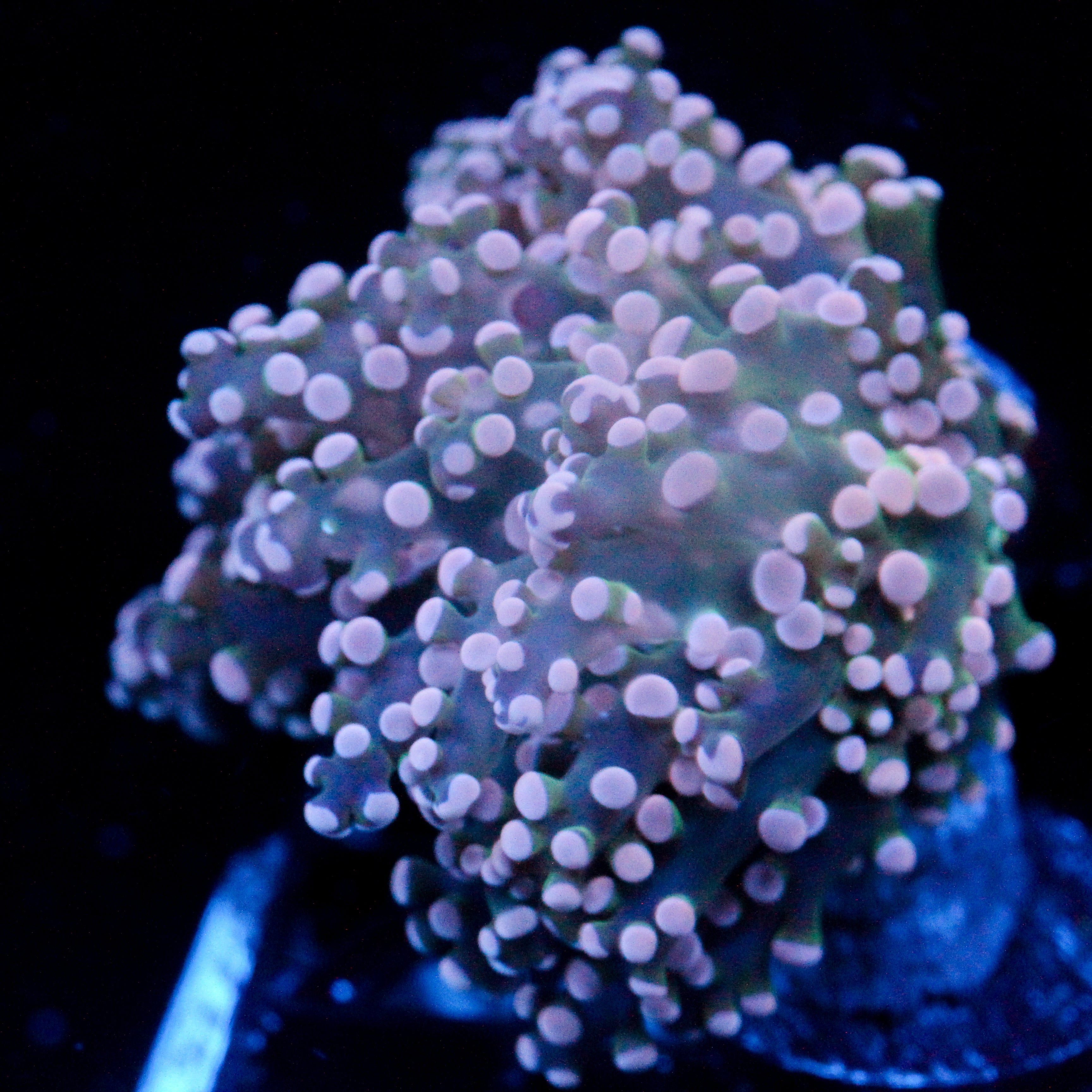 JC Pink Tip Octo