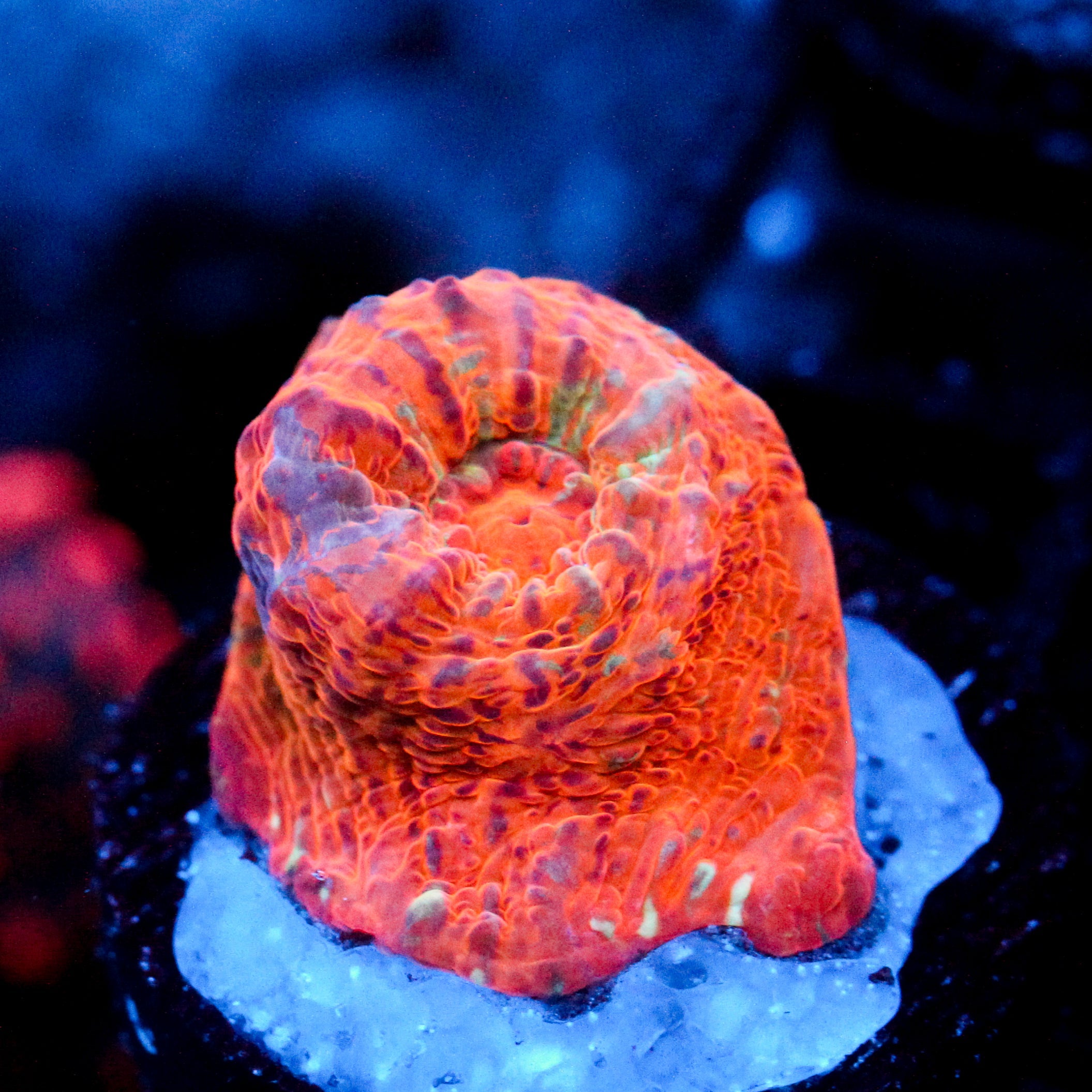 JC Orange Radiance Chalice