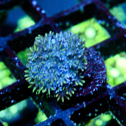 JC Sympodium Coral