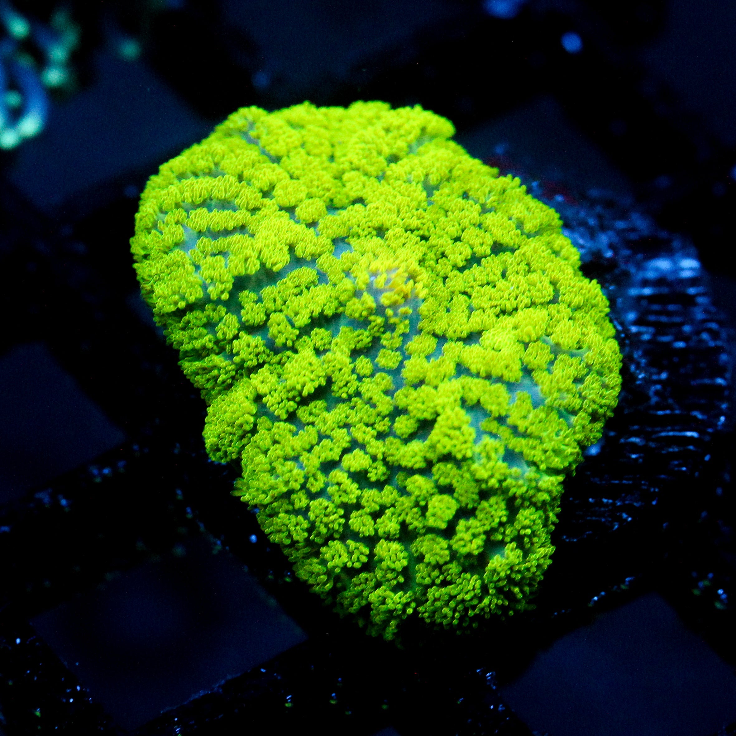JC Neon Green Rhodactis Mushroom