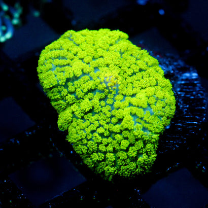 JC Neon Green Rhodactis Mushroom