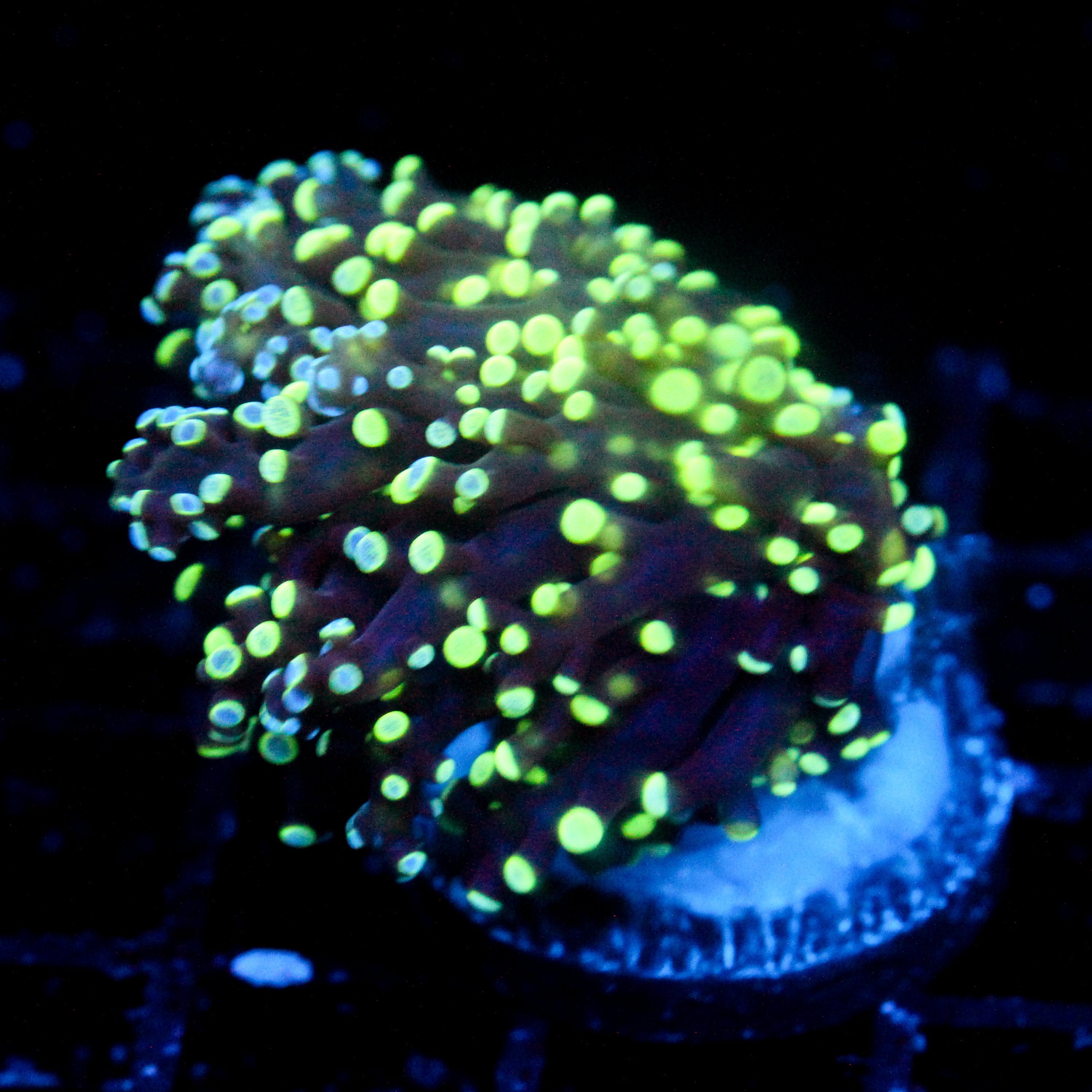 JC Splatter Octo