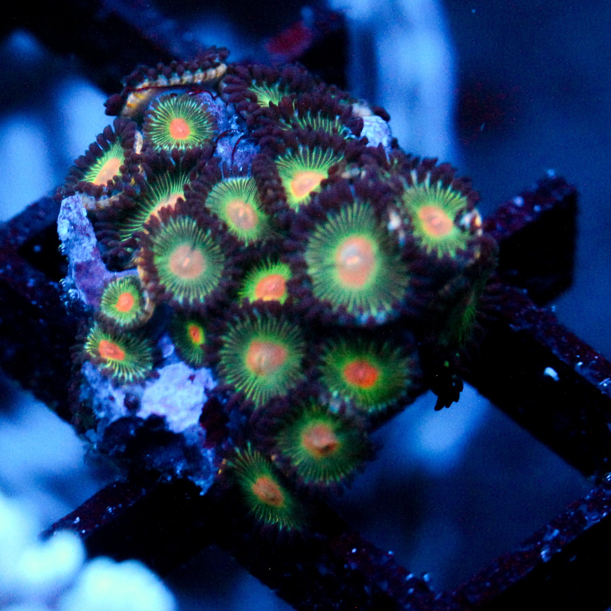 JC Gorilla Nipples Zoanthid Chunk
