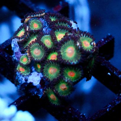 JC Gorilla Nipples Zoanthid Chunk