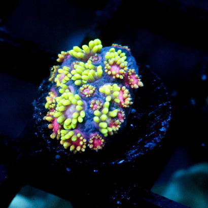 JC Alien Abduction Goni