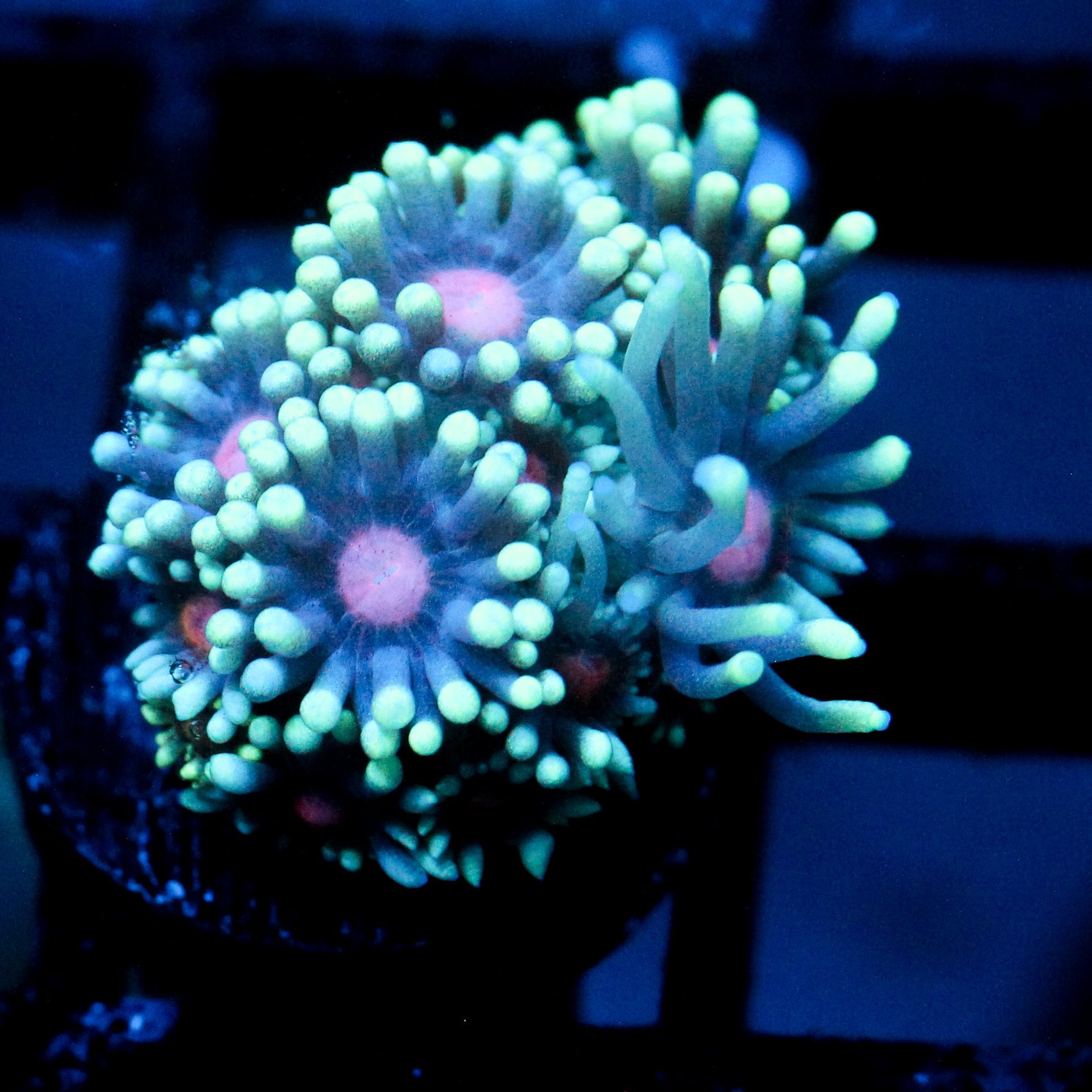 JC Phantasmic Flowers Goni