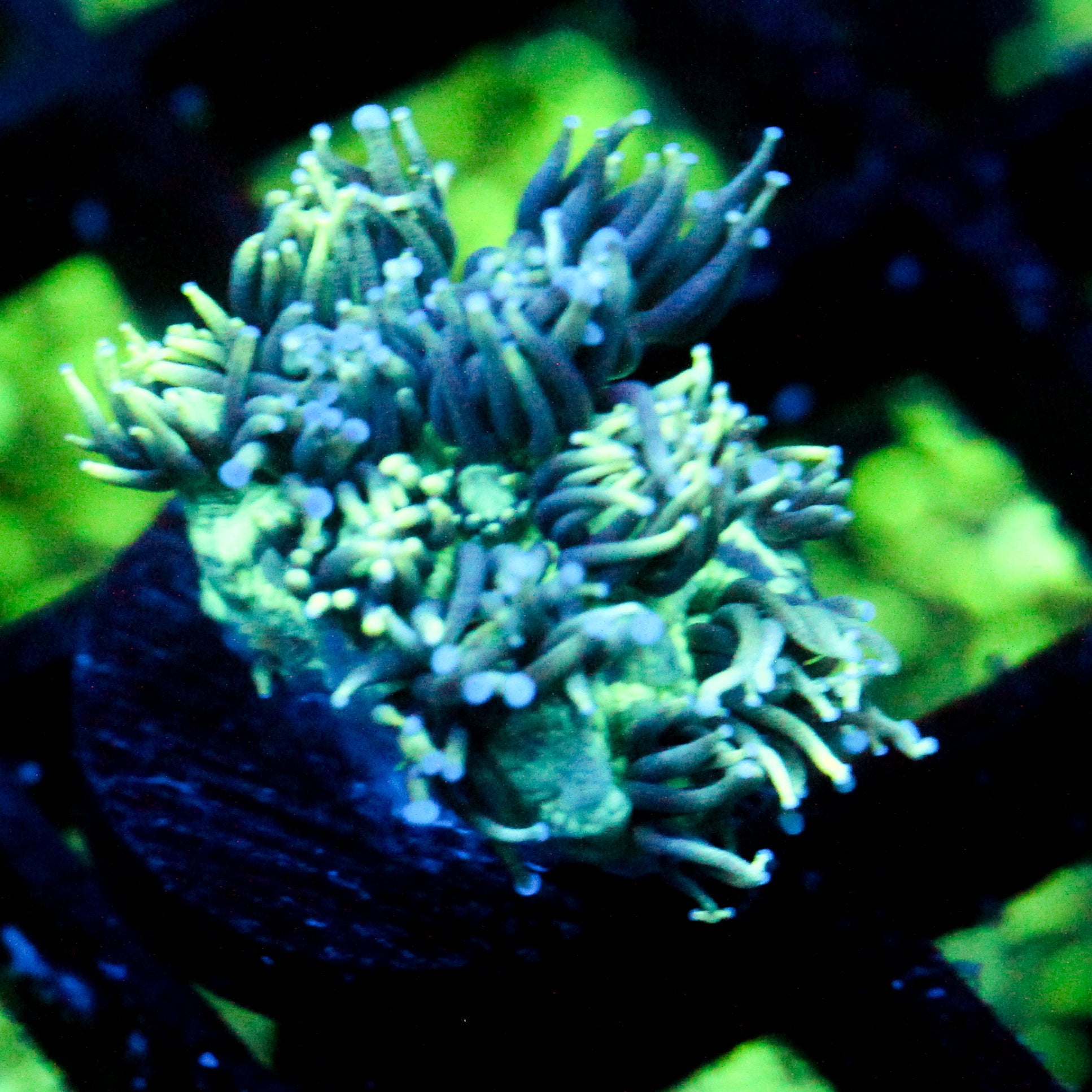 JC Emerald City Goni