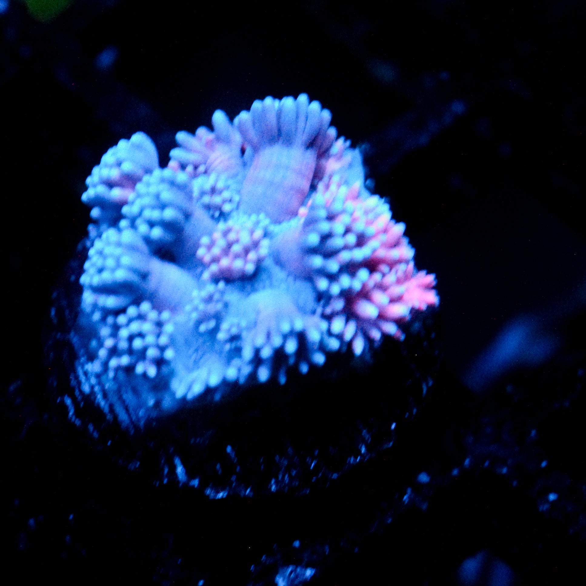 JC Pinurple Punch Goni