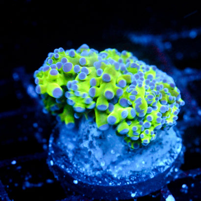 JC Hulk Octo