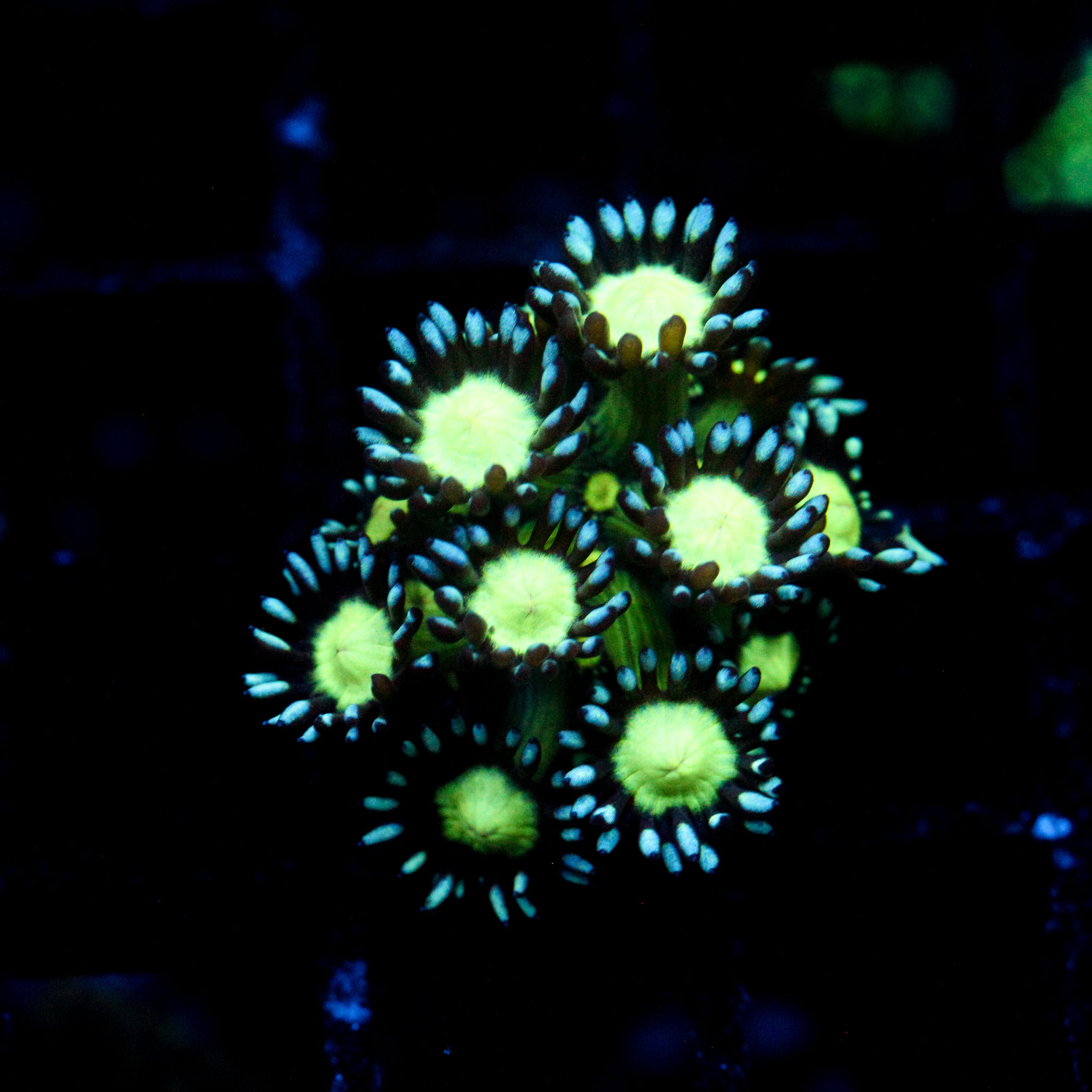 JC Cobalt Greed Goni