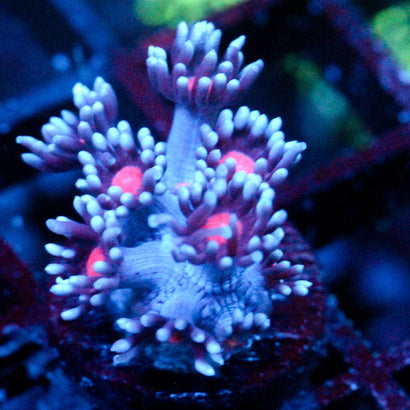 JC Vampiric Hypnosis Goni