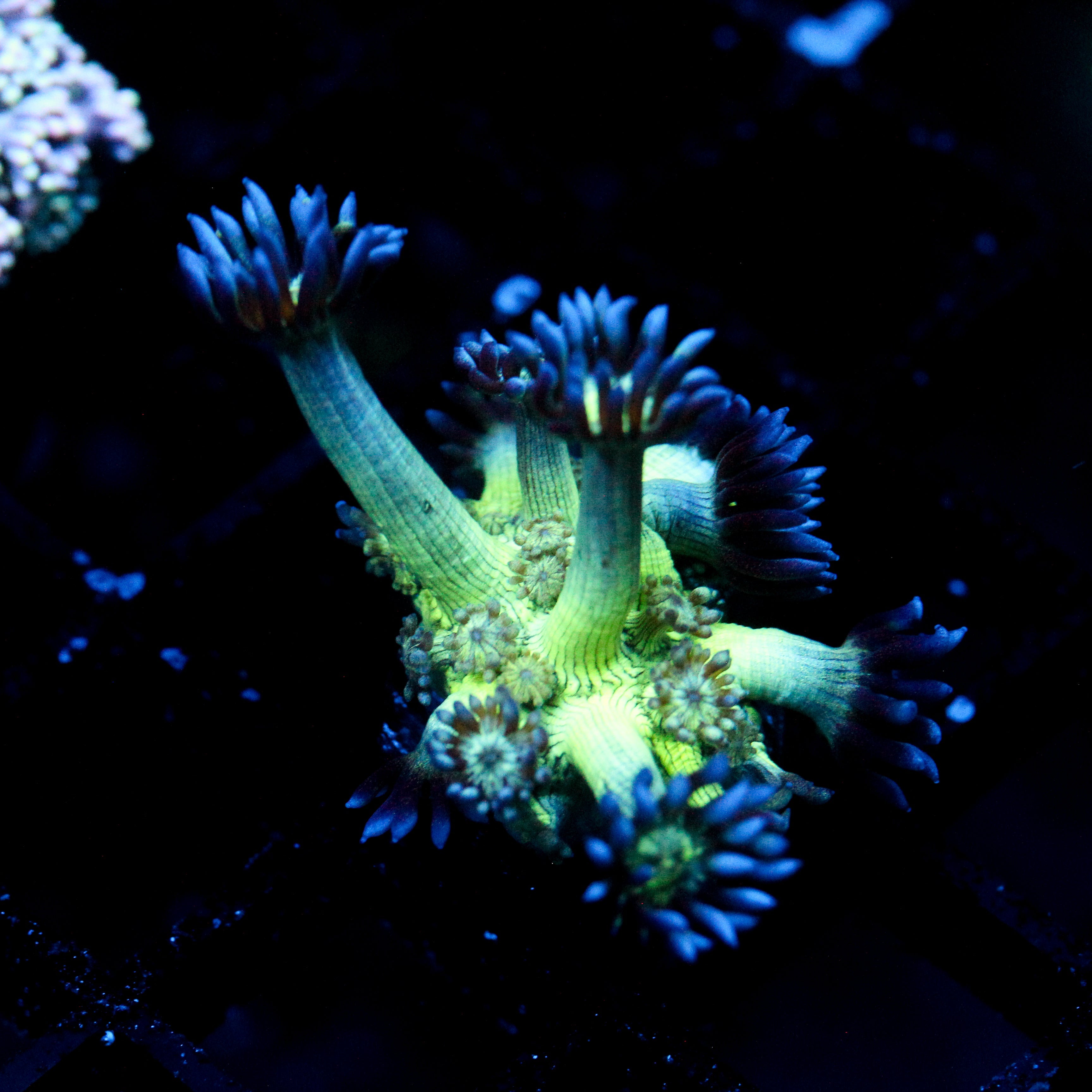 JC Peacock Goni