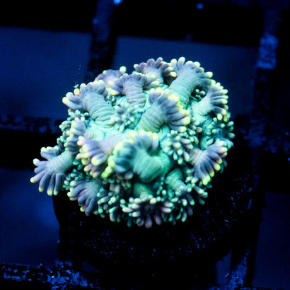 JC Yellow Glazed Goni