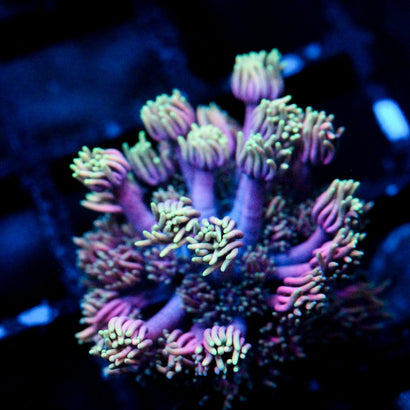 JC Ultra Witch Fingers Goni