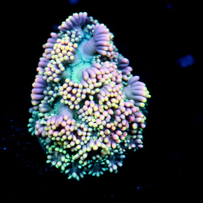 JC Opalescent Rainbow Goni