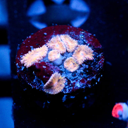 JC Golden Days Zoanthid