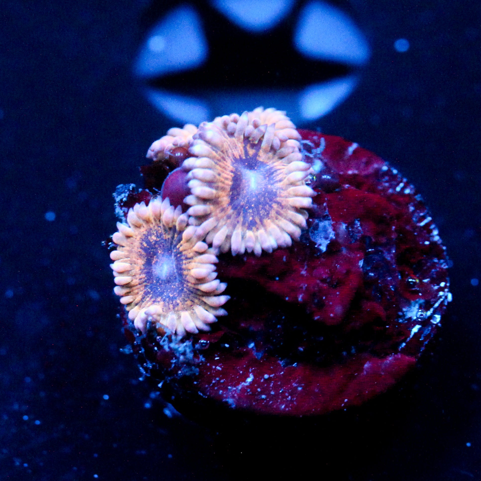 JC Grape Munchers