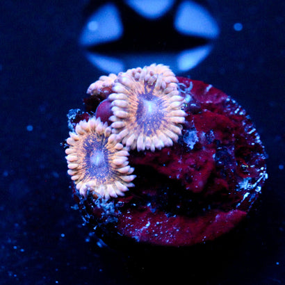 JC Grape Munchers