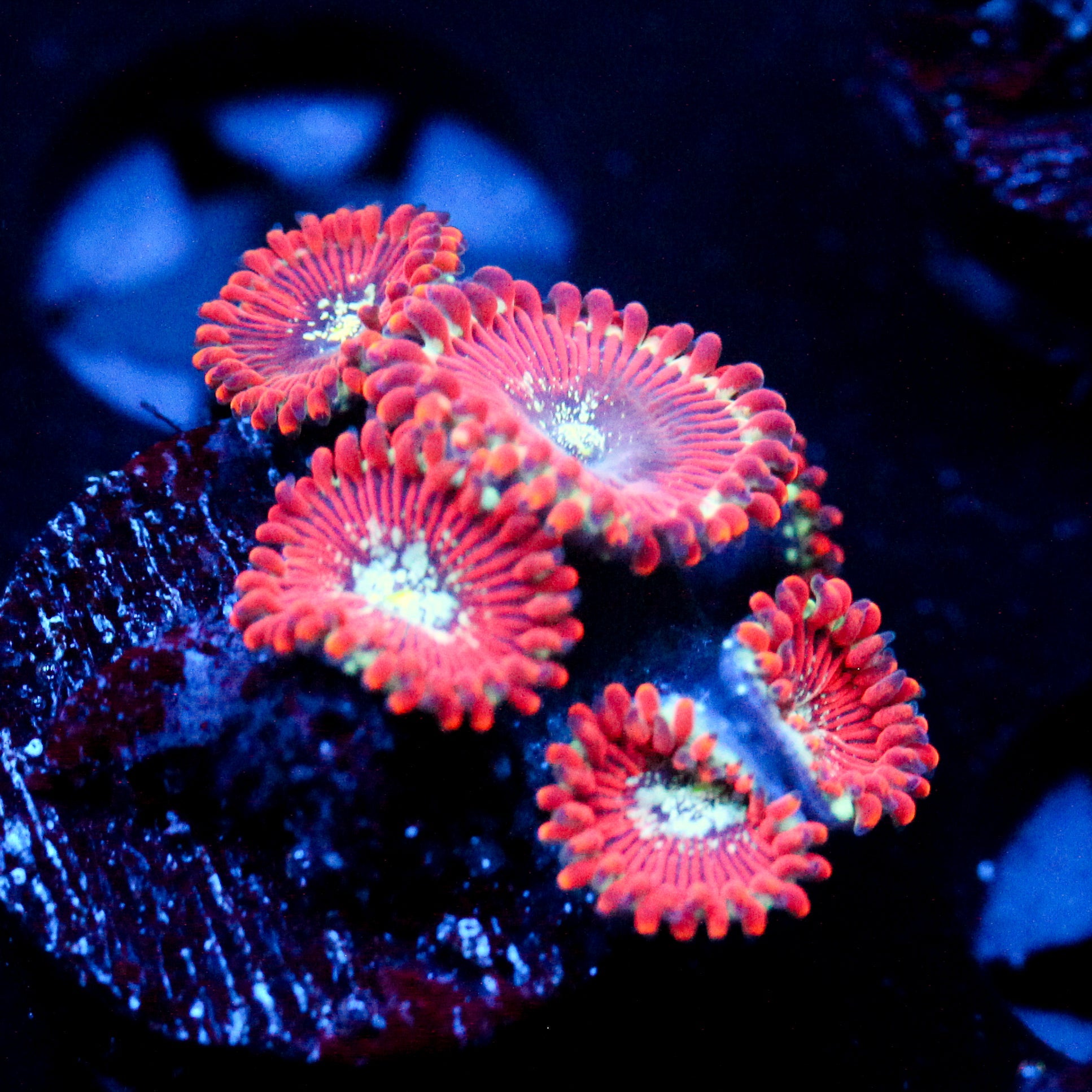 JC Magician's Zoanthid