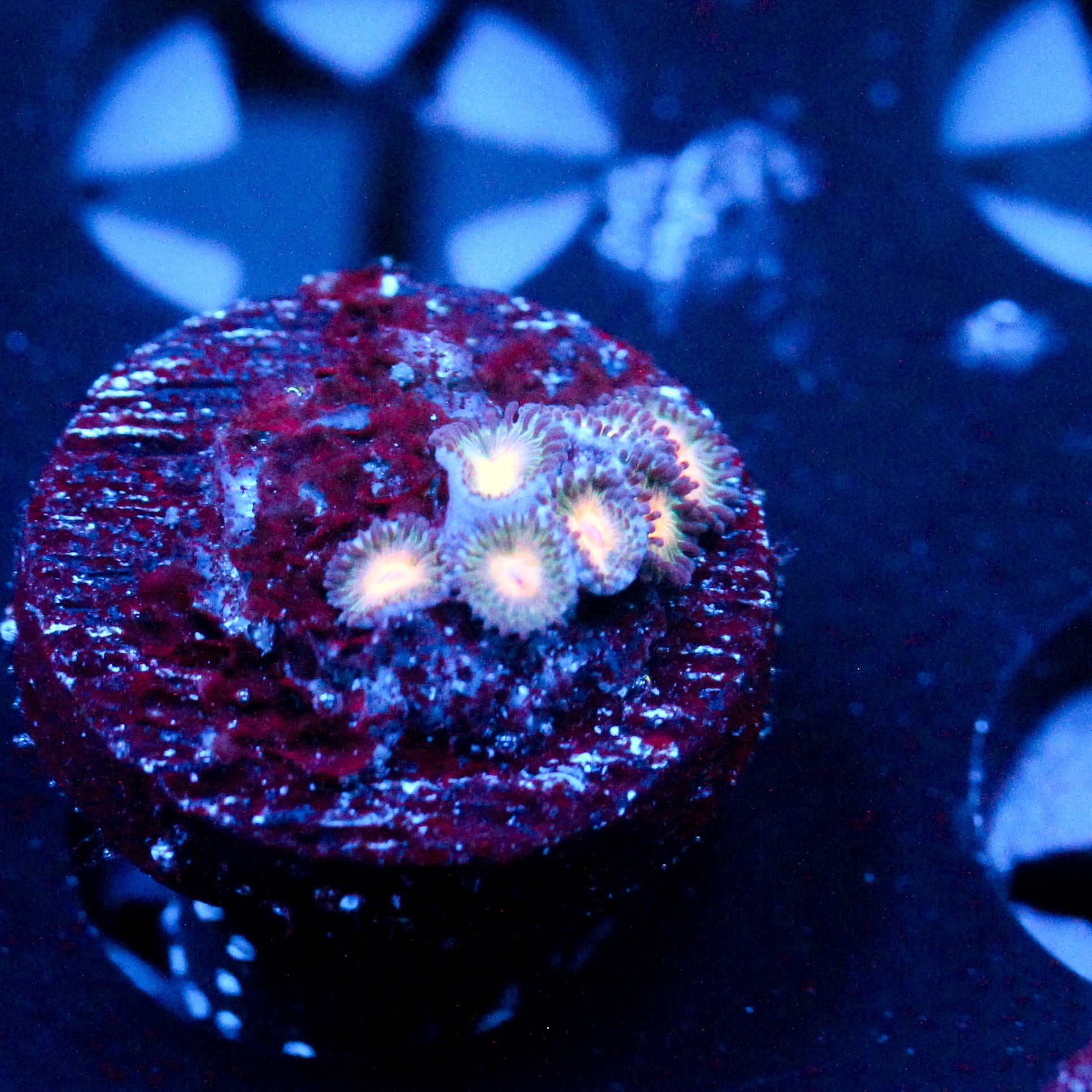 JC Peach Bellini Zoanthid