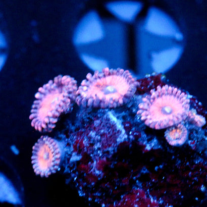 JC Amber Bliss Zoanthid
