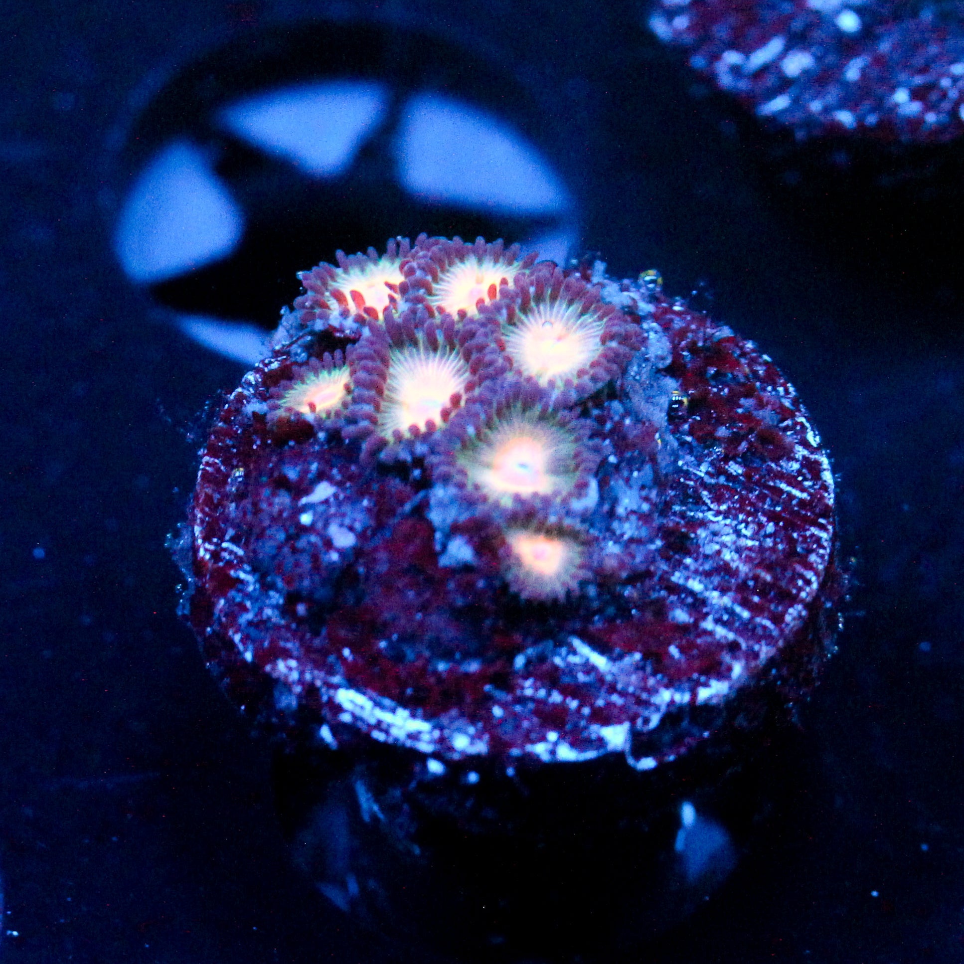 JC Peach Bellini Zoanthid