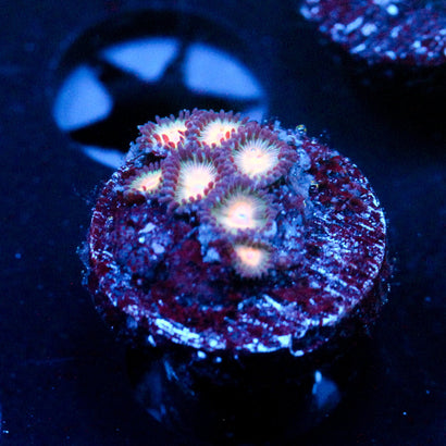 JC Peach Bellini Zoanthid
