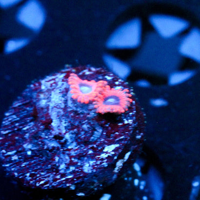 JC Typhloshion Zoanthid