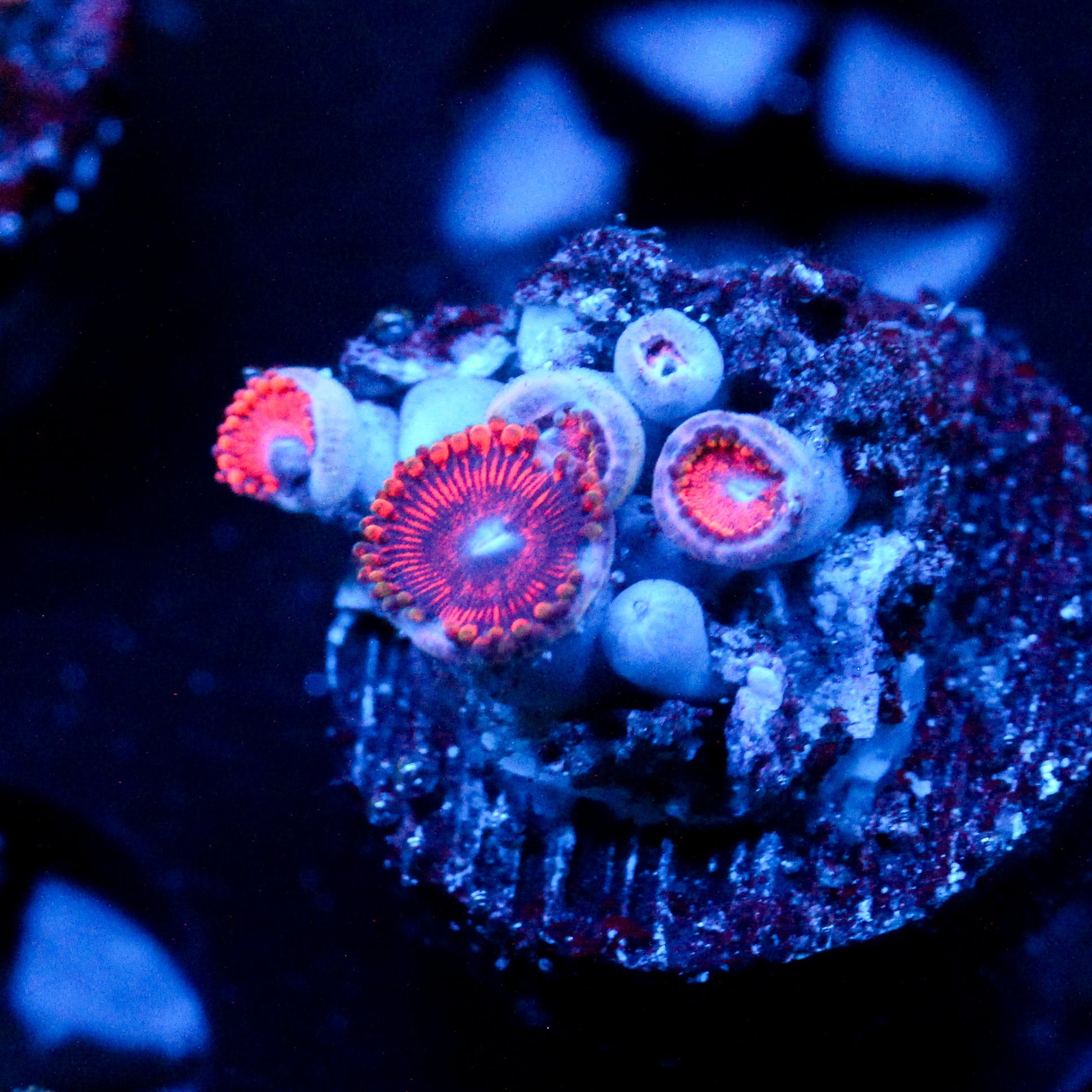JC Sith Zoanthid
