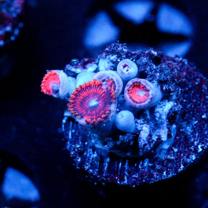 JC Sith Zoanthid