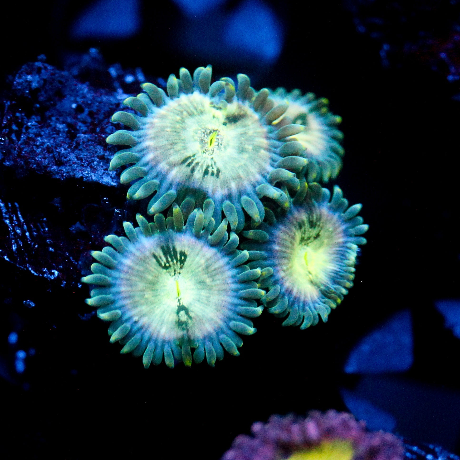 JC Hawaiian Ding Dang Zoanthid
