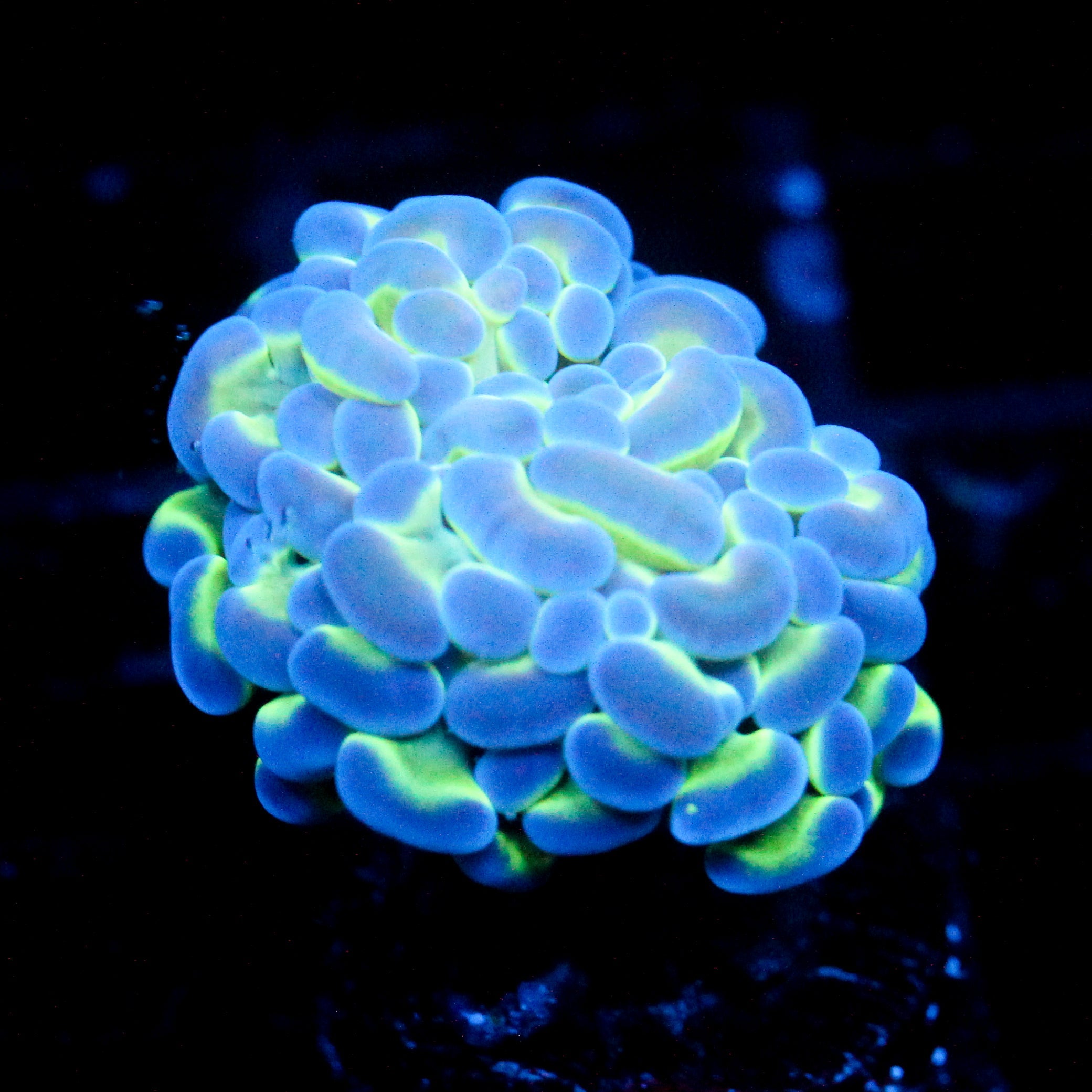 JC Hologram Hammer