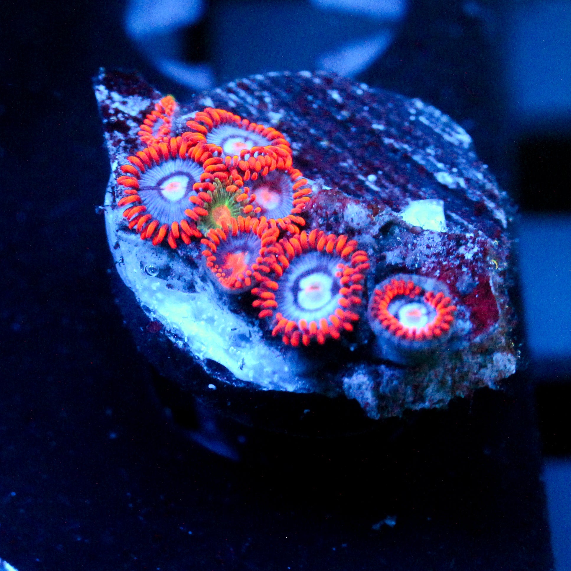 JC Edge of Reality Zoanthid