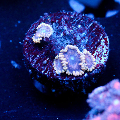 JC Permafrost Zoanthid