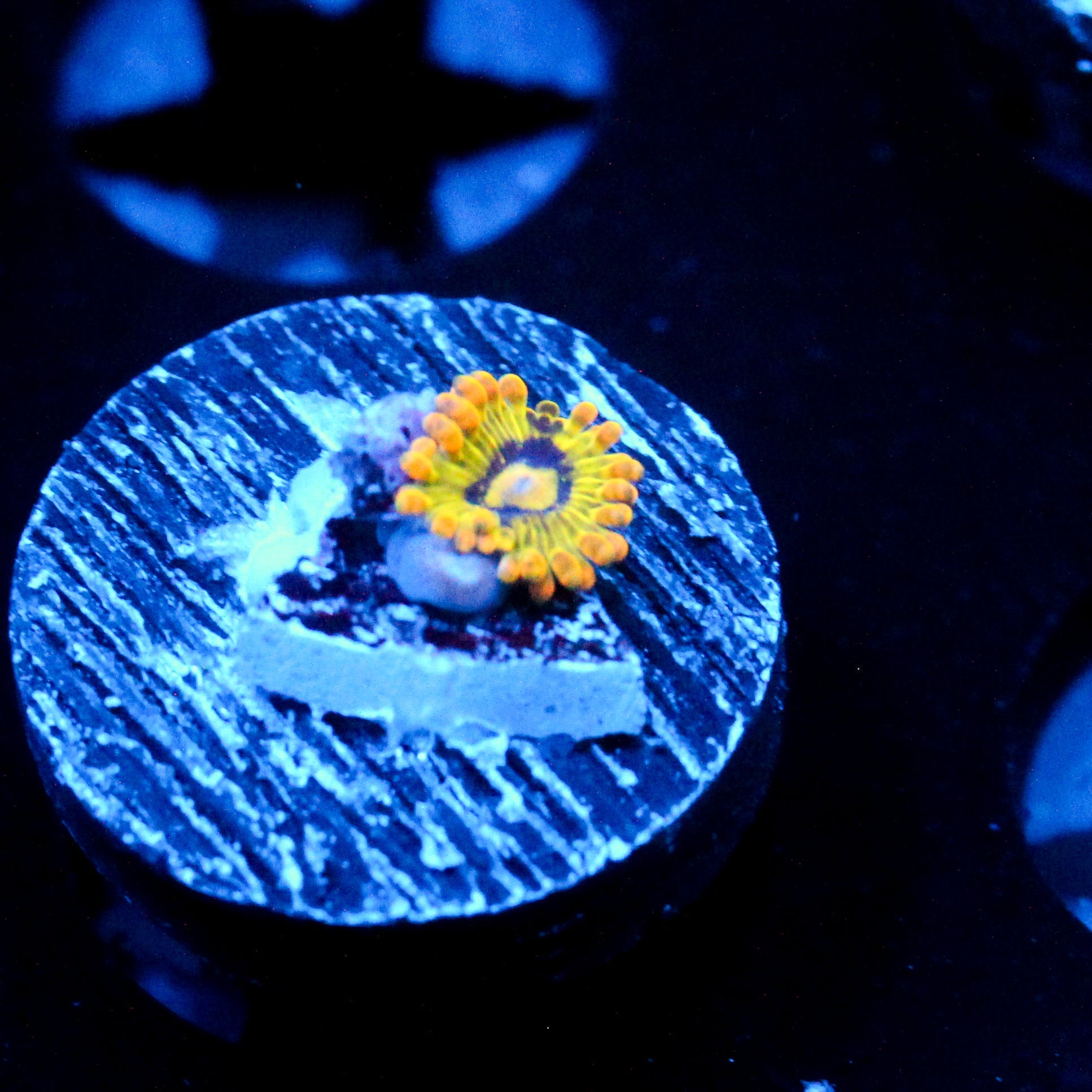 JC Rainbow Yoda Zoanthids