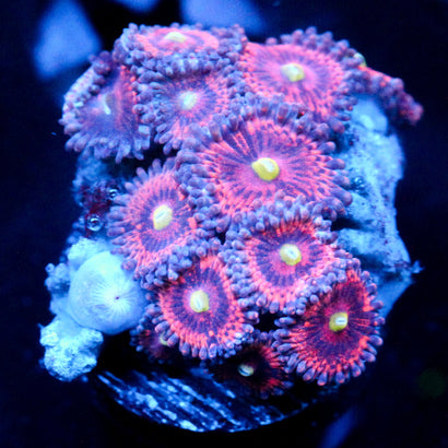 JC Yellow Rose Zoanthid
