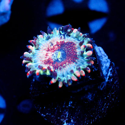 JC White Zombie Zoanthid