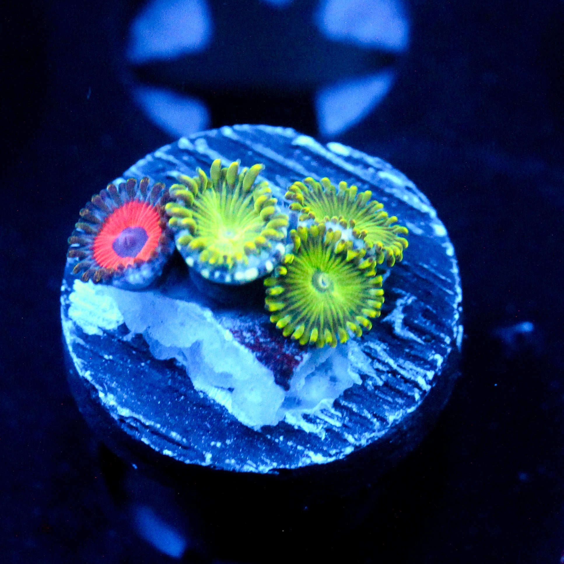 JC Lady Liberty Zoanthid+ Typhloshion Zoanthid