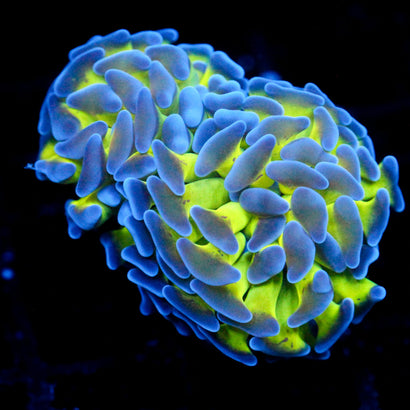 JC Bright One Hammer Splitting