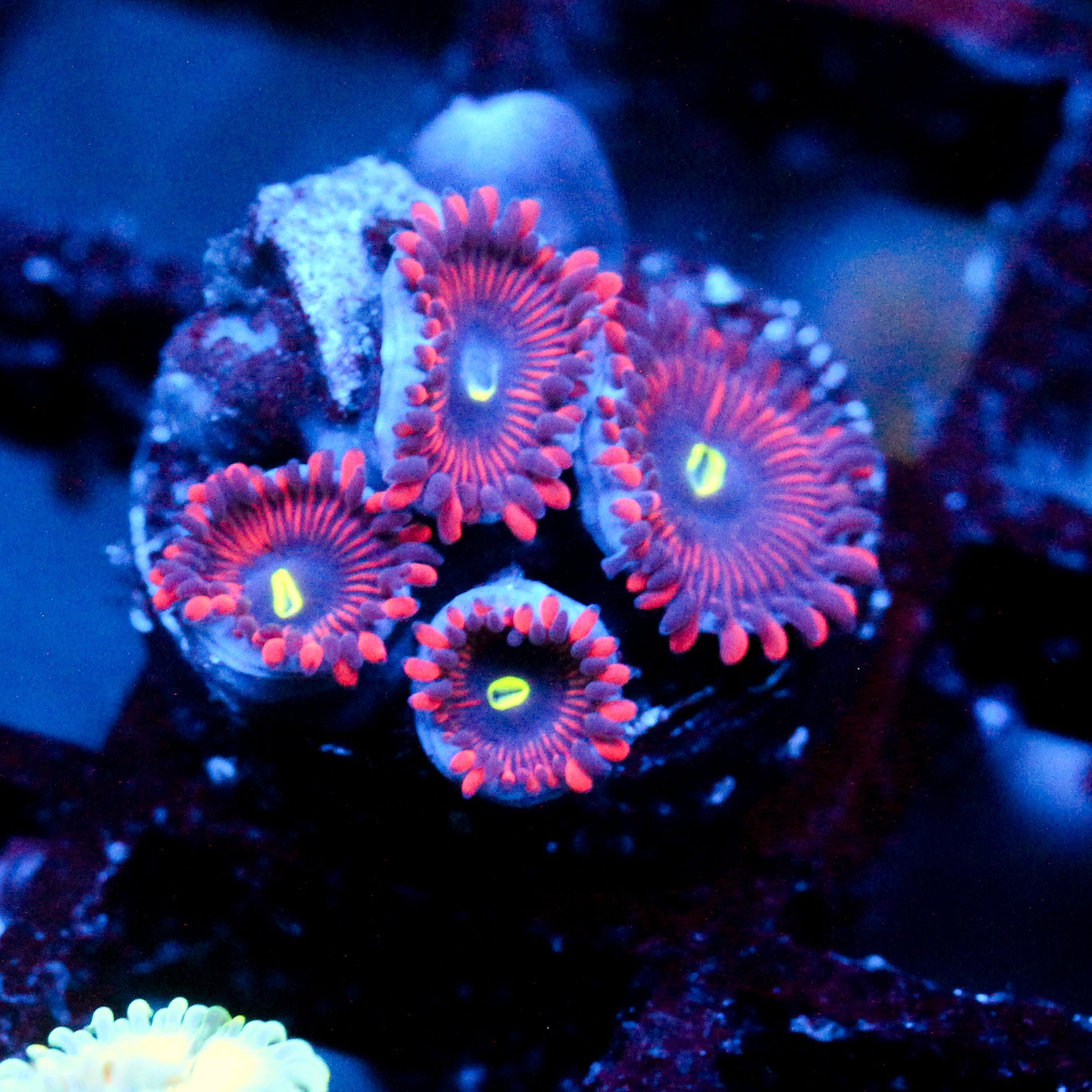 JC Purple People Eater Zoanthid