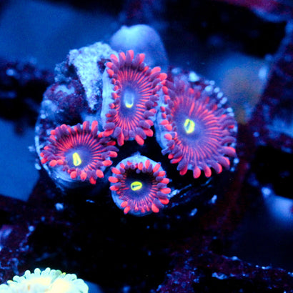 JC Purple People Eater Zoanthid