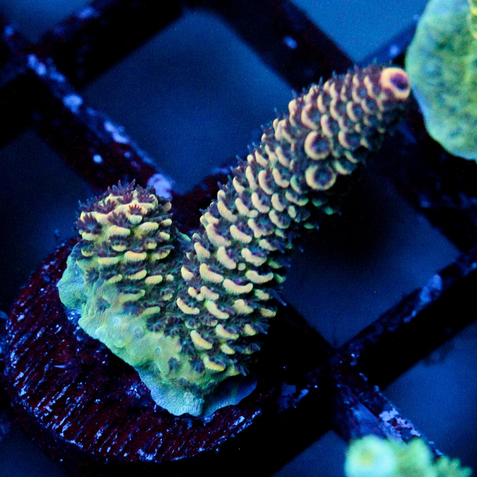 JC Rainbow Pineapple