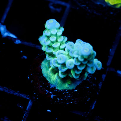 JC Cherenkov Radiation