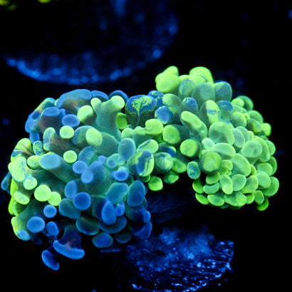 JC Ultra Splatter Hammer