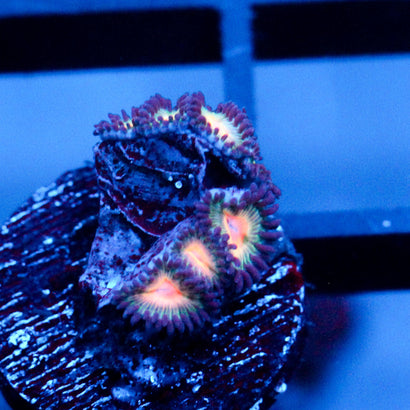 JC Peach Bellini Zoanthid