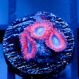 JC Typhloshion Zoanthid