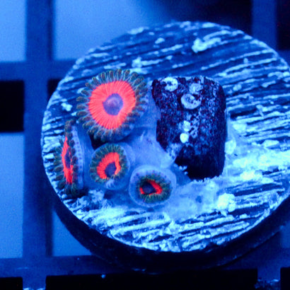 JF Fairytale Zoanthids