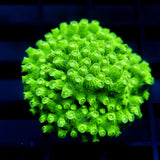 Biota Sour Apple Cyphastrea