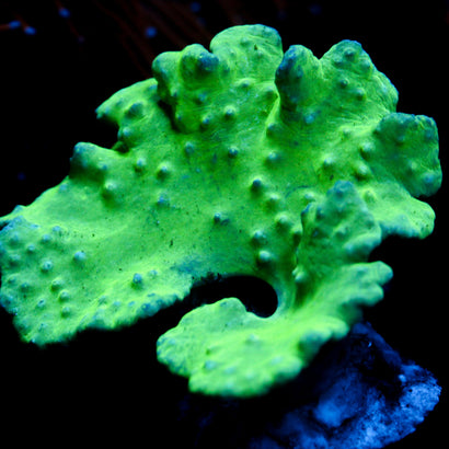 JC Neon Cabbage Coral