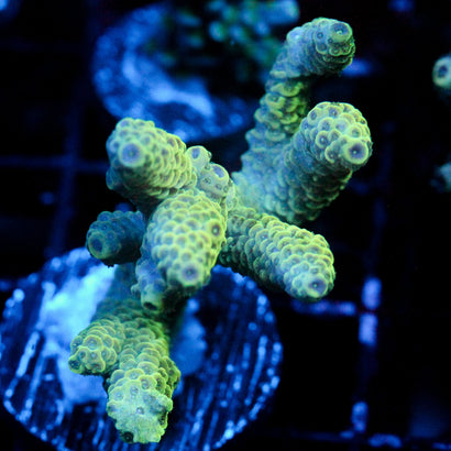 JC Electric Underglow